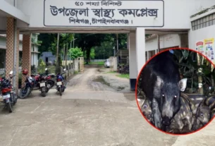আমবাগানে হঠাৎ হামলা; দ্রুত পালিয়ে যায় শূকর, এলাকায় আতঙ্ক — দৈনিক দুর্নীতির বার্তা Wild boar attack injures four in Chapainawabganj one critical sent to hospital — Dainik Durnitir Barta —— dainikdurniti.com —