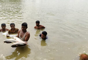রাতের আঁধারে দুর্বৃত্তদের হামলার অভিযোগ, তদন্তের অপেক্ষায় ভুক্তভোগী — দৈনিক দুর্নীতির বার্তা Rajshahi fish farm poisoning loss investigation awaited Bangladesh — Dainik Durnitir Barta —— dainikdurniti.com —