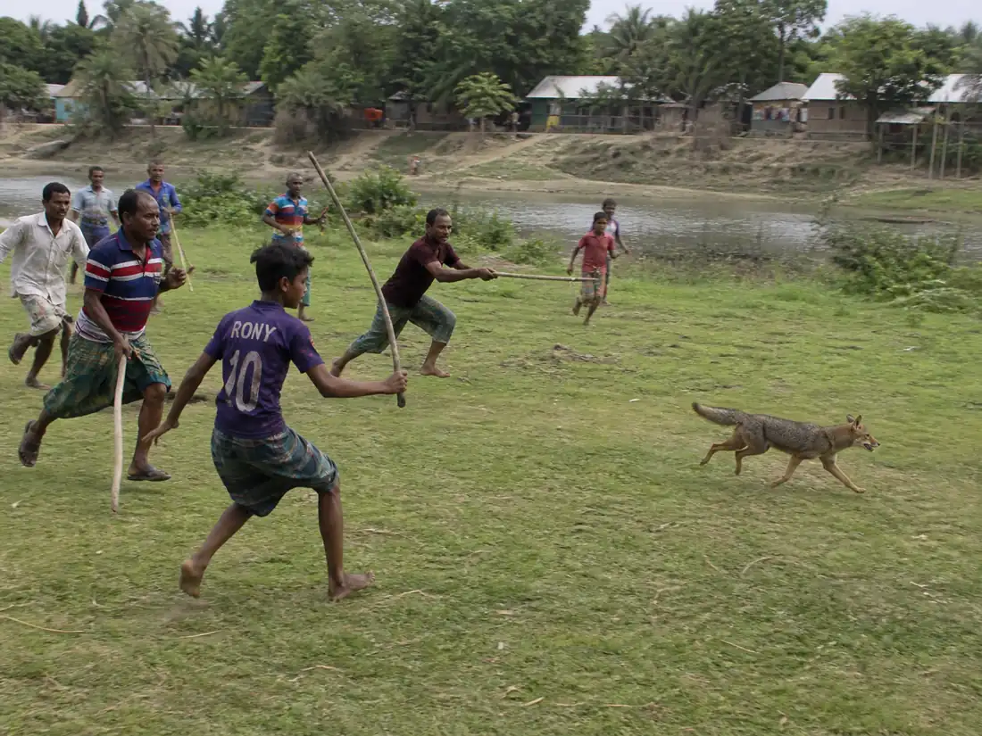 বগুড়ায় শিয়ালের আক্রমণে আতঙ্কিত গ্রামবাসী
