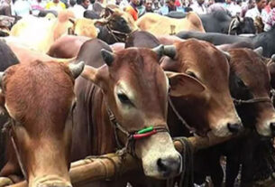 ঢাকার পশুর হাটে আসতে শুরু করেছে কোরবানির পশু