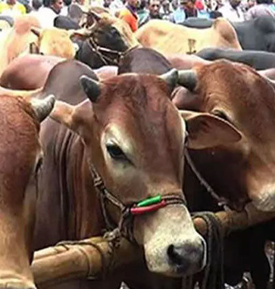 ঢাকার পশুর হাটে আসতে শুরু করেছে কোরবানির পশু