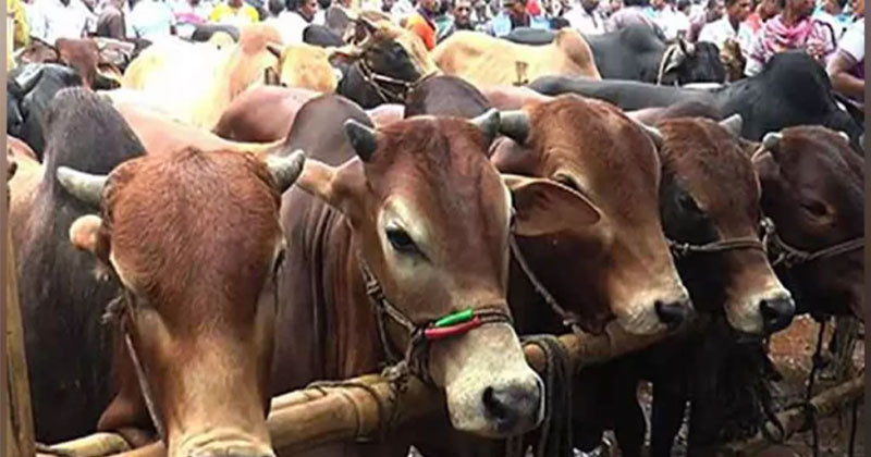 ঢাকার পশুর হাটে আসতে শুরু করেছে কোরবানির পশু